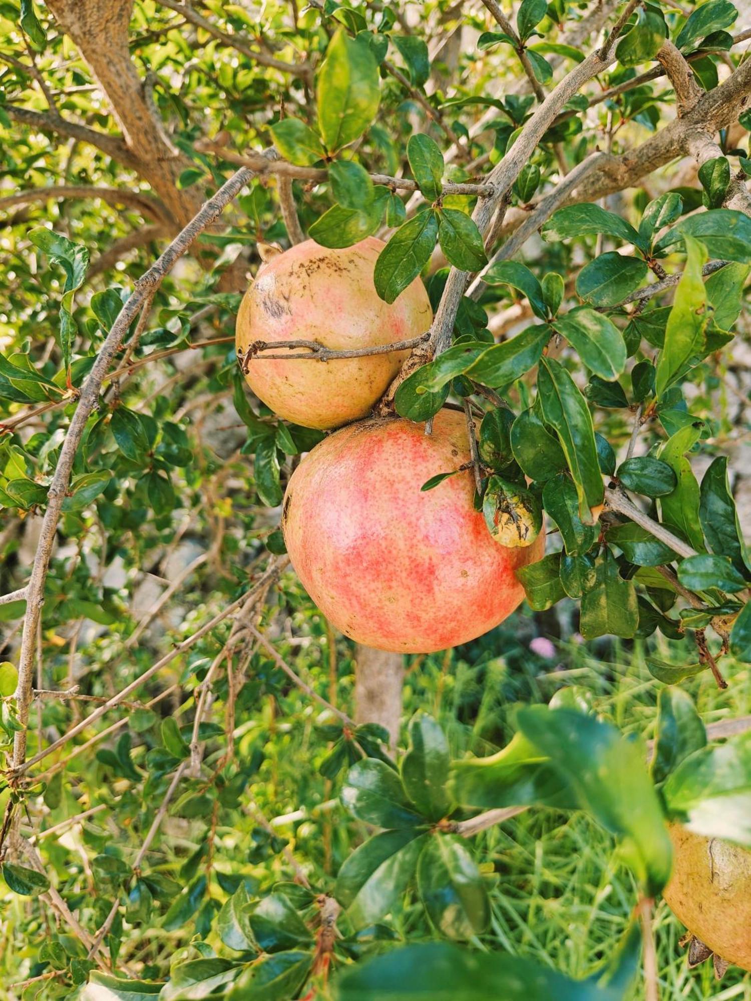 Finca Oliva Bolulla Exterior photo